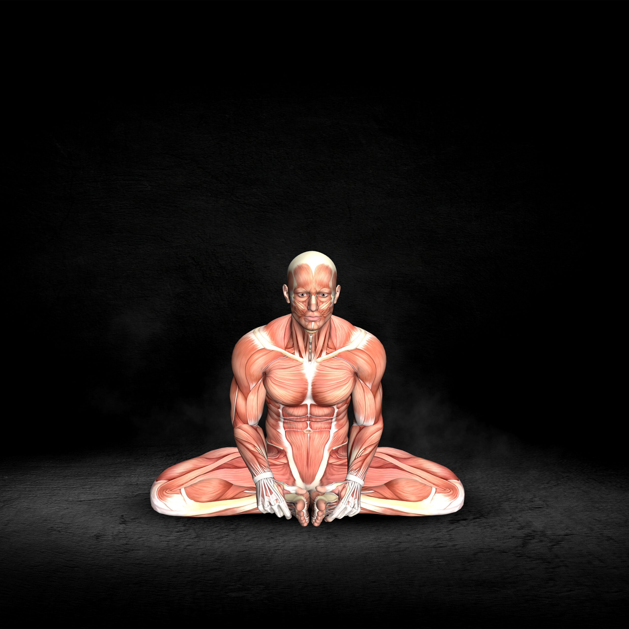 3d Male Medical Figure With Muscle Map In Seated Abductor Stretc