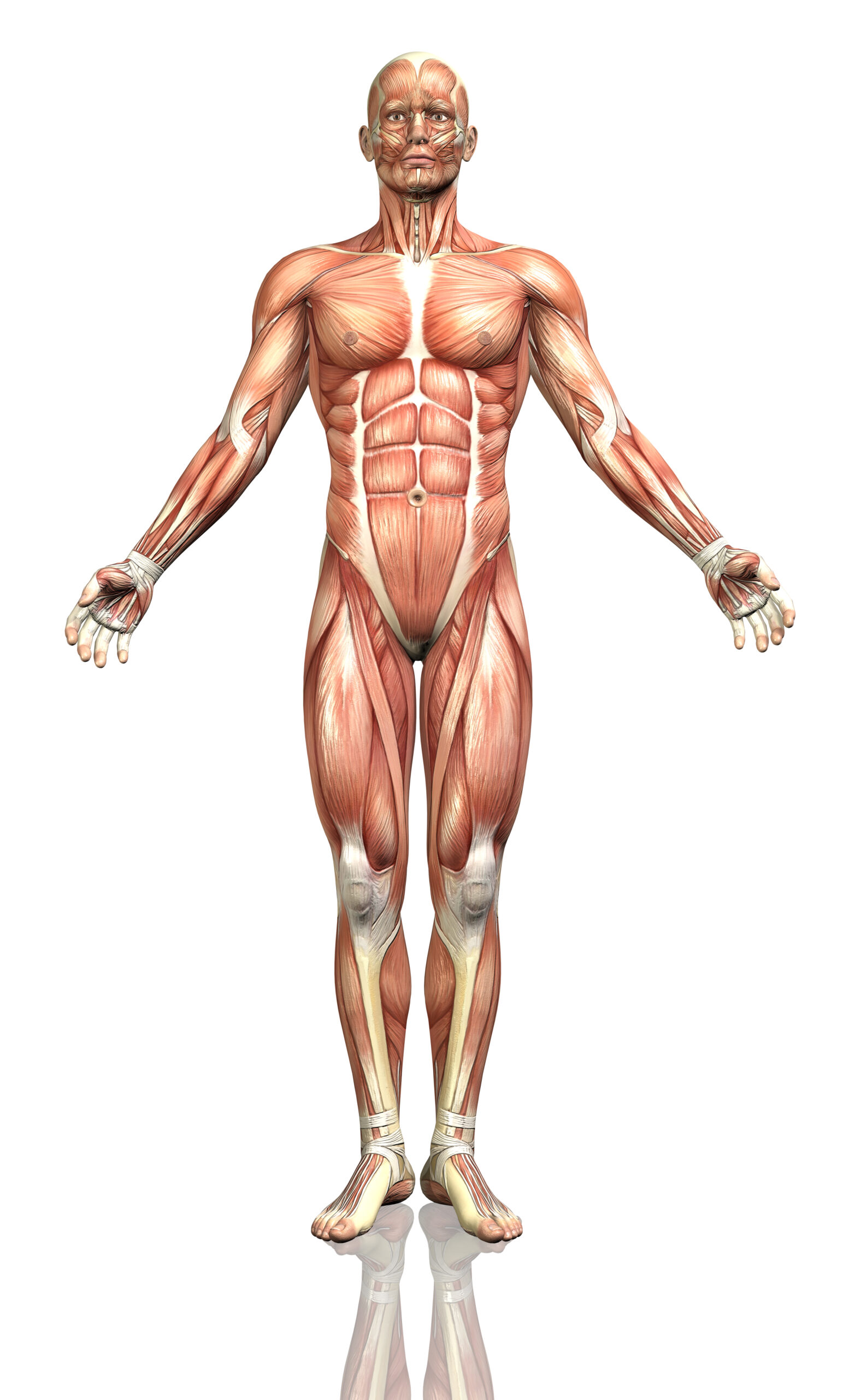 3d Male Figure With Detailed Muscle Map
